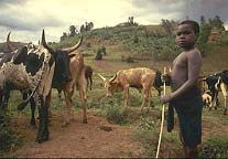 Kenya cowboy