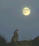 Howling at the moon