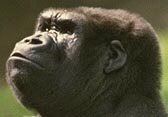 Gorilla close-up
