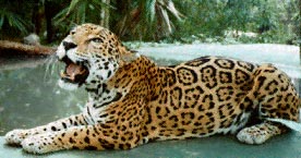 Jaguar in Belize