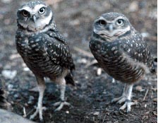 two Owls, not Spotted Owls, but the *do* have spots!