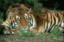 A beautiful tiger...