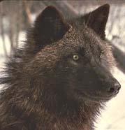 Tundra Wolf